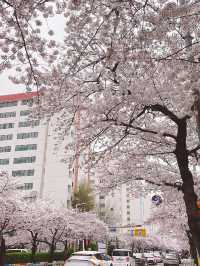 釜山賞櫻全攻略：海濱都市的春日櫻花浪漫！