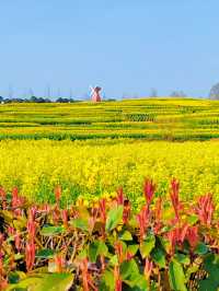漢中油菜花已盛開！內附9個精品觀花點