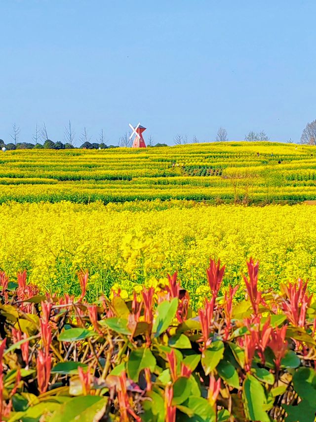 漢中油菜花已盛開！內附9個精品觀花點