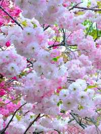 北京賞花了