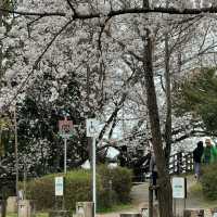 福岡3.27速報🌸九州竟然開了！做第一批「櫻花難民」