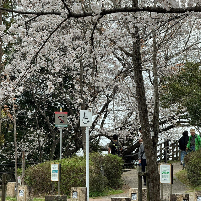 福岡3.27速報🌸九州竟然開了！做第一批「櫻花難民」