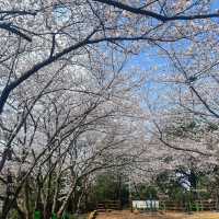 濟州島限定！彩虹公路旁的夢幻賞櫻寶藏地🌸