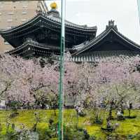 京都櫻花：六角堂🌸  