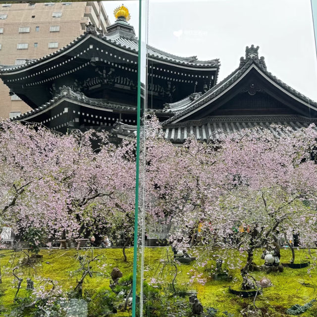 京都櫻花：六角堂🌸  