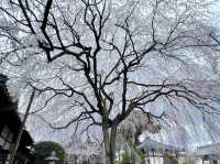 京都本滿寺 | 櫻花盛景的清幽之約