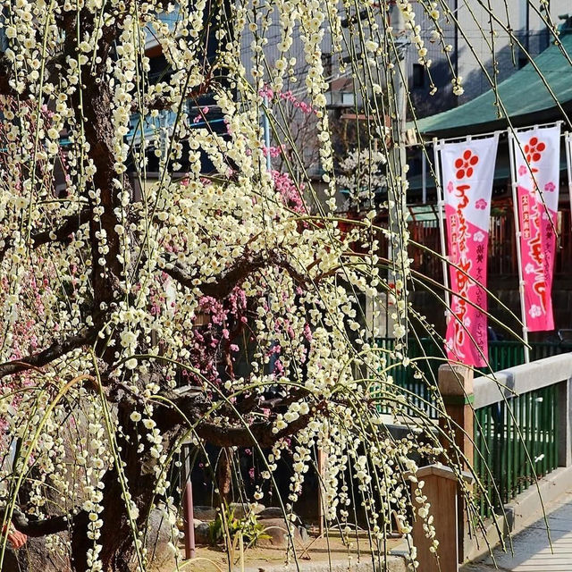 大阪天滿宮，超級靈氣的日本古寺✨