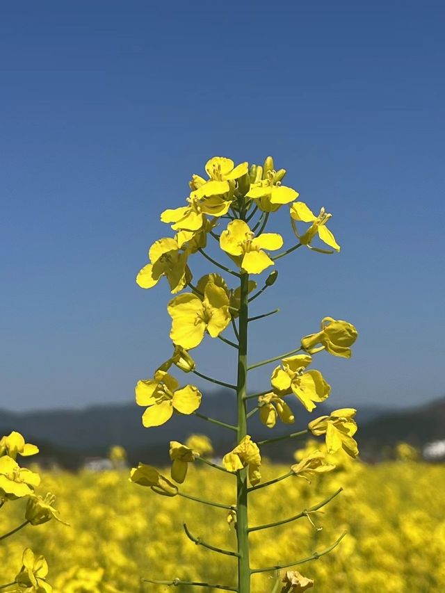 入住油菜花田旁邊：東江湖拾間美宿的春日奇遇