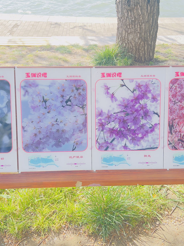 Cherry blossoms at Yuyuan Park Beijing