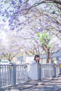 西昌2025藍花楹賞花攻略 紫色限定浪漫