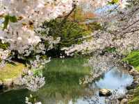 【北海道｜怎樣在北海道札幌赴一場櫻花盛宴 🌸 意外的櫻花驚喜】