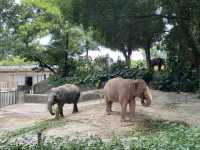 深圳野生動物園玩轉攻略，萌獸奇遇之旅
