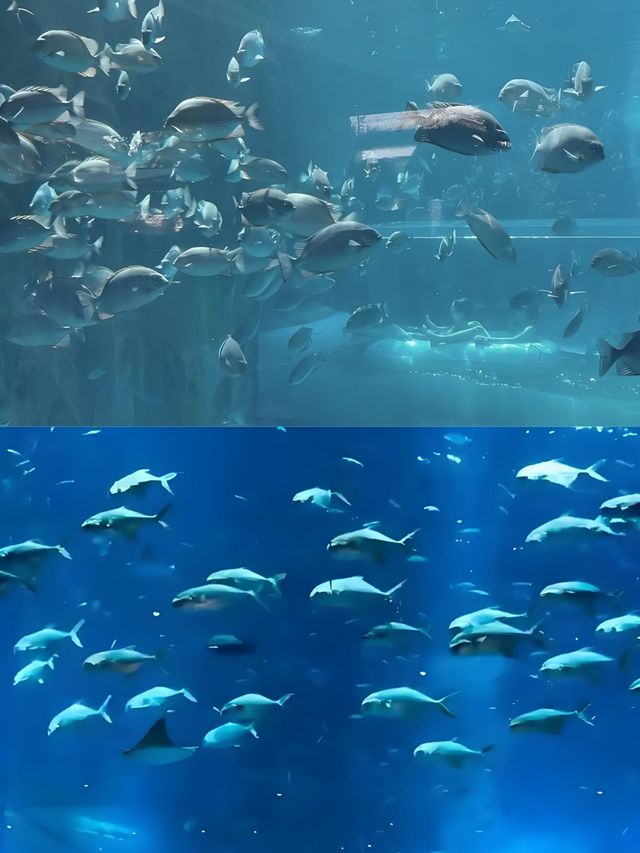 在三亞玩轉海洋奇境，暢享水上狂歡 ​