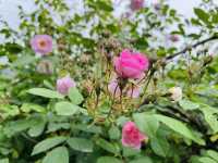 五一去哪裡？又到一年薔薇花季~
