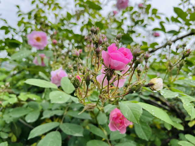 五一去哪裡？又到一年薔薇花季~