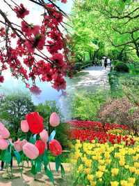 春日限定|杭州太子灣公園桃花觀賞攻略