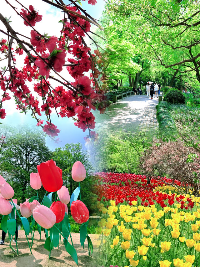 春日限定|杭州太子灣公園桃花觀賞攻略