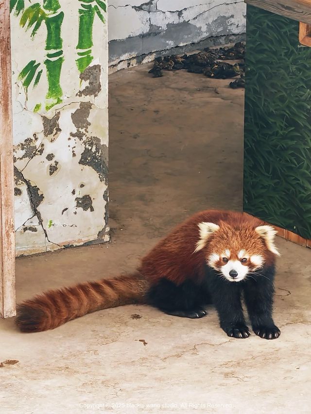 西寧野生動物園一日遊攻略