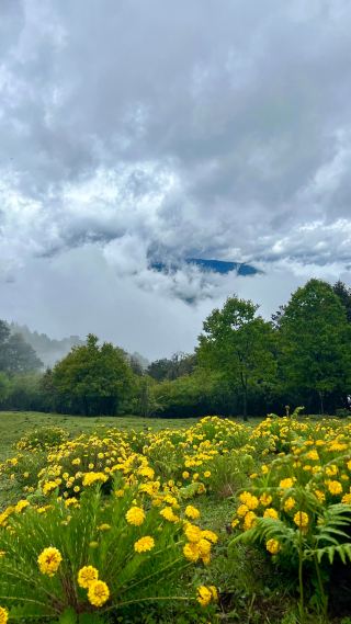 June Exploration of Haba West Slope | A Walk Through the Verdant Fairy Tale Land