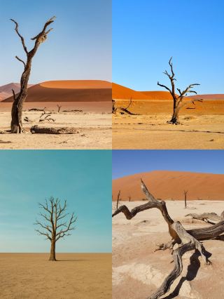 Desert Deadwood: A Song of Life Etched by Time
