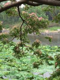 雨中漫遊圓明園，邂逅合歡花與荷花的詩意