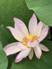 雨中漫遊圓明園，邂逅合歡花與荷花的詩意
