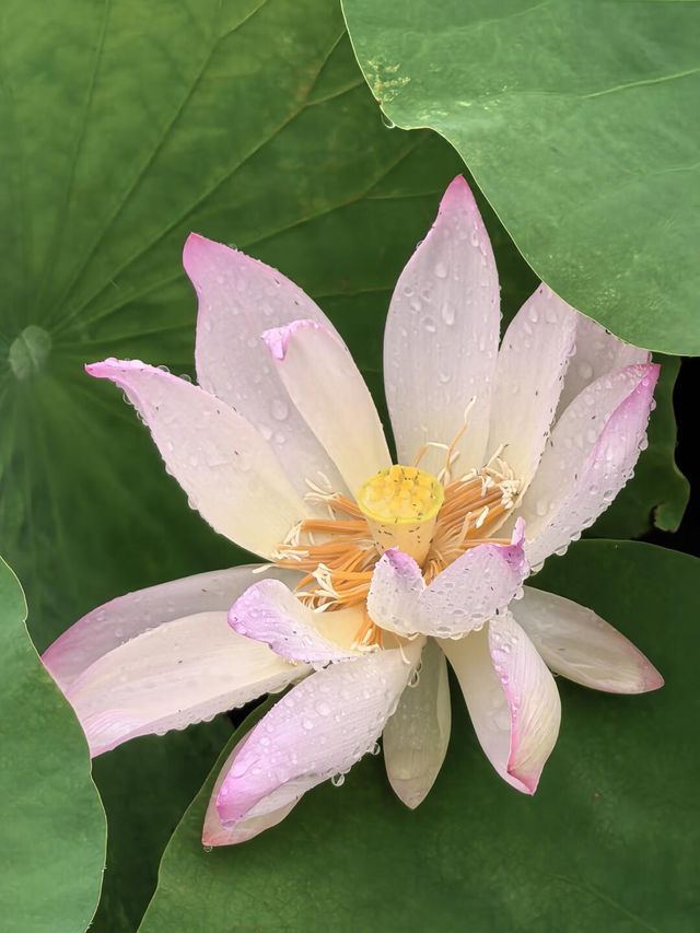 雨中漫遊圓明園，邂逅合歡花與荷花的詩意
