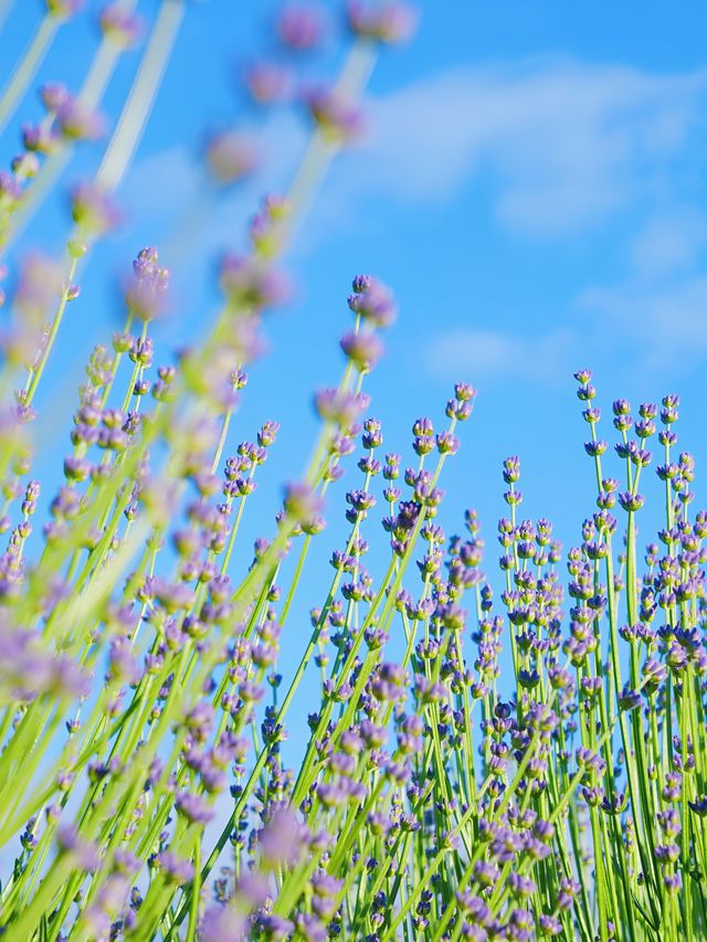 🪻霍城薰衣草|喺伊犁，我搵到比普羅旺斯更浪漫嘅夏天~