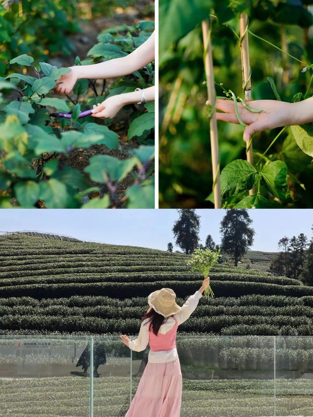 漫步喺茶田秘境裏面包攬成個龍塢，打卡綜藝同款