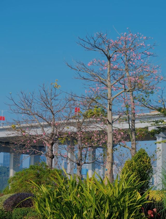 打卡橫琴，不能錯過的n個景點