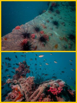 Kuching, Malaysia Diving Guide
