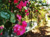 闖入莫奈花園！南京溧水玫瑰園美到癲