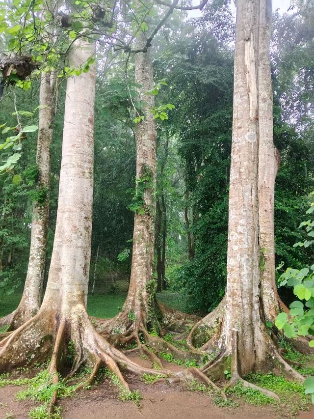 雨後嘅西雙版納中科院植物園