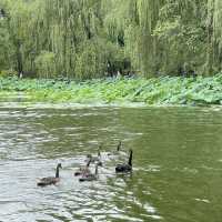 Yuanmingyuan Park - Beijing! 