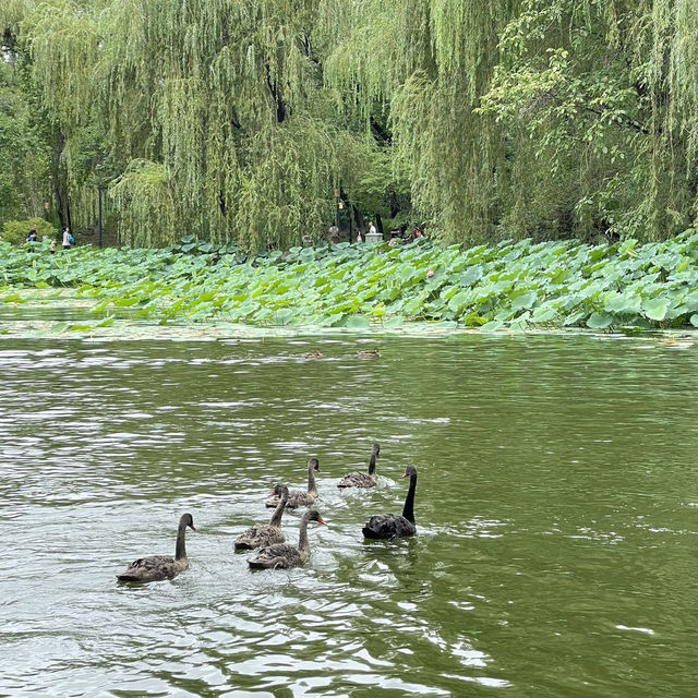 Yuanmingyuan Park - Beijing! 