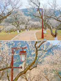 杭州超山四季皆美景，一園藏盡春夏秋冬