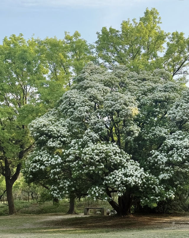 南京本地人私藏必玩攻略| 金陵十二時辰指南