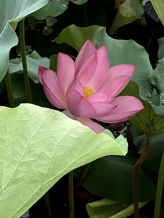 徽州|水墨徽州的千年慢時光!闖入徽派建築 徽州|水墨徽州的千年慢時光!闖入徽派建築