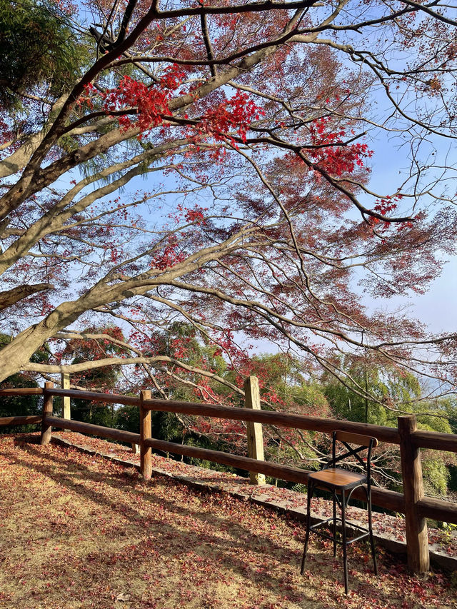抓住秋天的尾巴！莫干山楓葉季限時賞秋攻略