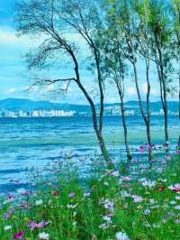 洱海邊格桑花海美得令人流連忘返
