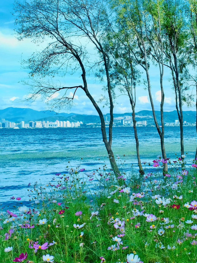 洱海邊格桑花海美得令人流連忘返
