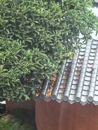 麗江閱山觀景民宿 沉浸式躺玩指南！