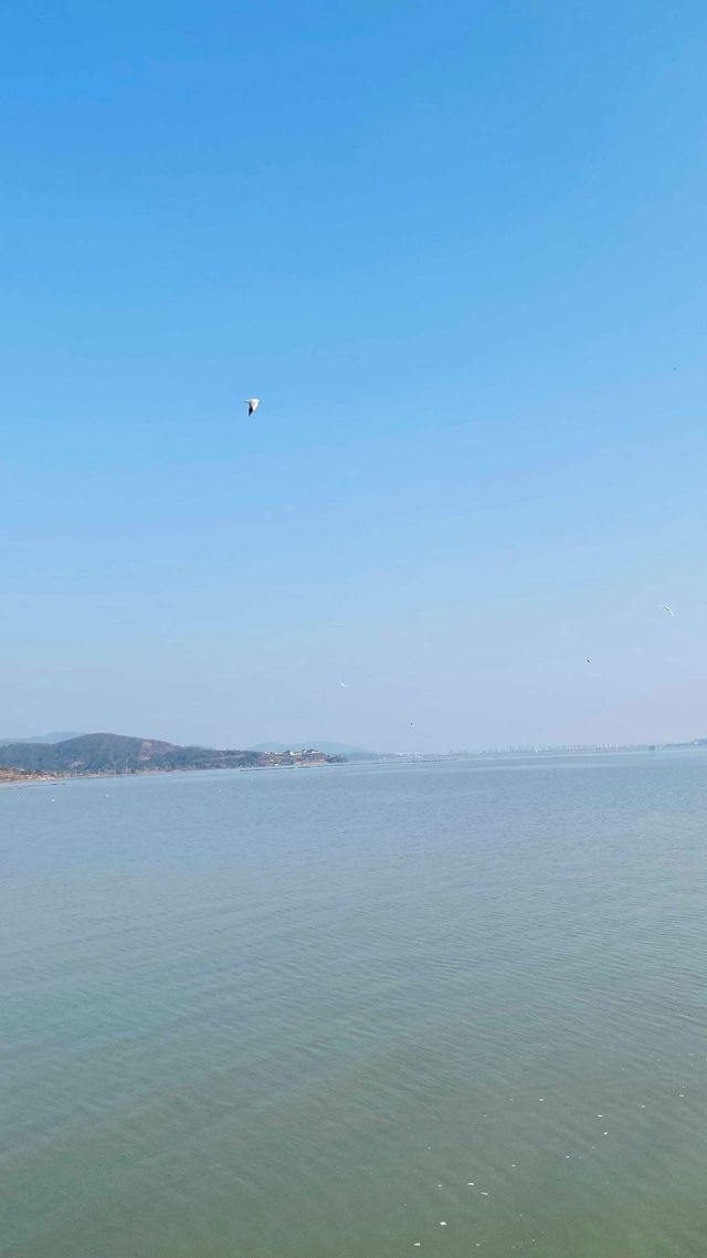 夕陽下與海鷗共舞