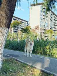 長沙洋湖邊發現小眾油畫感拍照聖地隨手拍都像電影畫面!