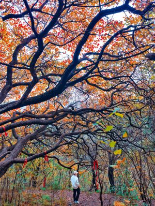 實踩千年紅葉秘境空無一人！山東古樹成精了？