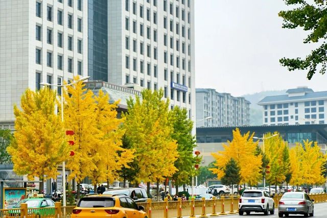 棗園路銀杏葉黃了，秋日美景如畫