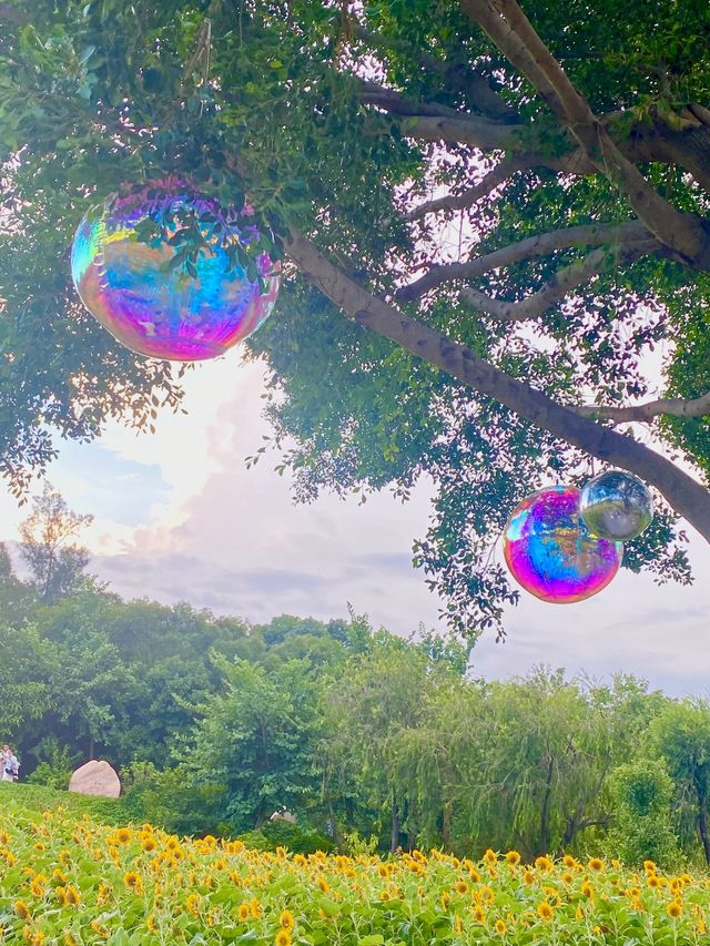 向陽而生～治癒系的向日葵花海