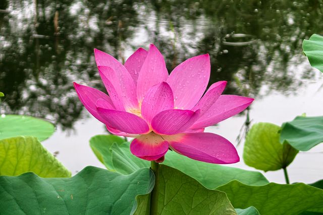 一湖碧葉舞神韻，萬朵荷花向日嬌