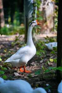 宜昌深秋限定！運河公園美成調色盤，帶娃住這超省心
