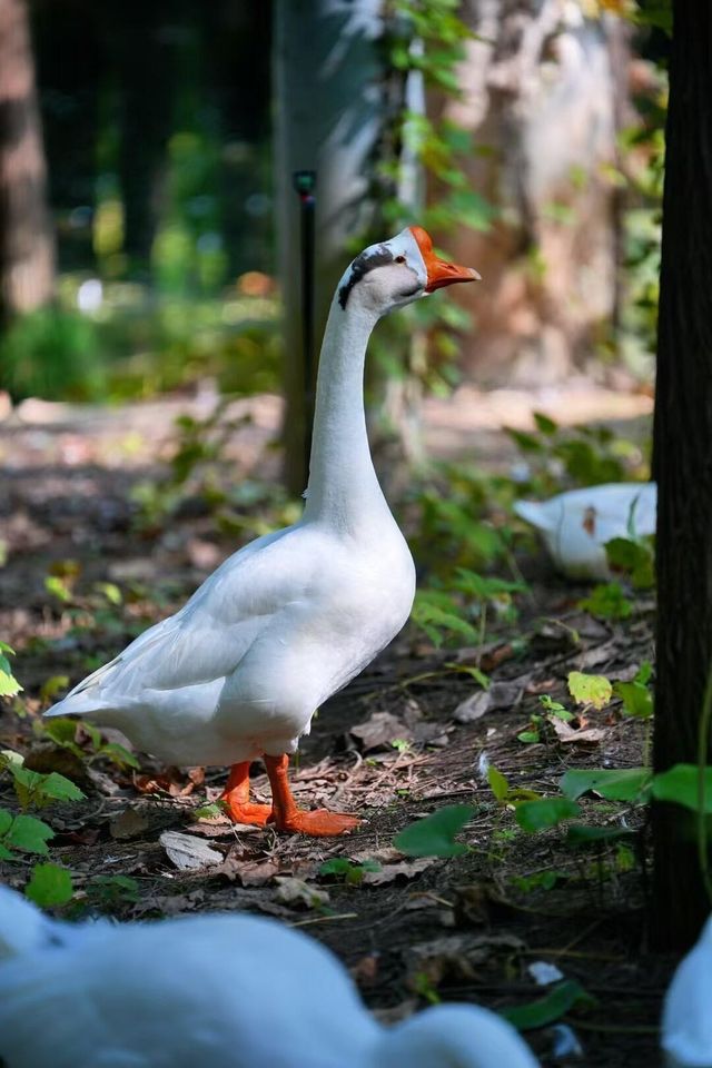 宜昌深秋限定！運河公園美成調色盤，帶娃住這超省心